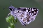 Common/White Checkered-Skipper Butterfly