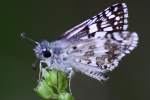 Common/White Checkered-Skipper Butterfly