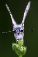 Common/White Checkered-Skipper Butterfly