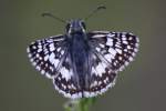 Common/White Checkered-Skipper Butterfly