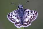 Common/White Checkered-Skipper Butterfly