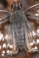 Common/White Checkered Skipper Butterfly