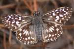 Common/White Checkered Skipper Butterfly