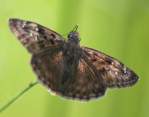 Horaces Duskywing Butterfly