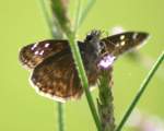 Horaces Duskywing Butterfly