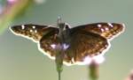 Horaces Duskywing Butterfly