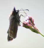 Horaces Duskywing Butterfly