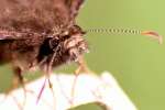 Zarucco Duskywing Butterfly