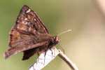 Zarucco Duskywing Butterfly