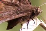 Zarucco Duskywing Butterfly