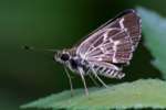 Lace-winged Roadside Skipper Butterfly