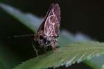 Lace-winged Roadside Skipper Butterfly