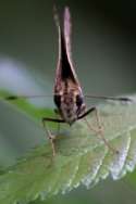 Lace-winged Roadside Skipper Butterfly