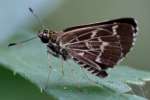 Lace-winged Roadside Skipper Butterfly