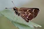 Lace-winged Roadside Skipper Butterfly