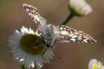 Common/White Checkered Skipper Butterfly