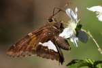 Silver-Spotted Skipper  Butterfly
