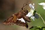 Silver-Spotted Skipper  Butterfly