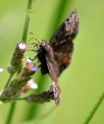 Horaces Duskywing Butterfly