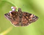 Horaces Duskywing Butterfly