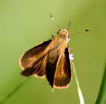 Southern Broken-Dash Skipper Butterfly 