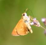 Southern Broken-Dash Skipper Butterfly 