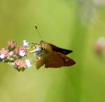 Southern Broken-Dash Skipper Butterfly 