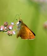 Southern Broken-Dash Skipper Butterfly 