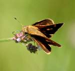 Southern Broken-Dash Skipper Butterfly 