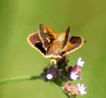 Southern Broken-Dash Skipper Butterfly 