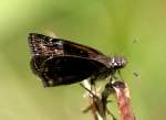 Horaces Duskywing Butterfly