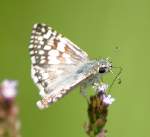 Common/White Checkered-Skipper Butterfly