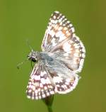 Common/White Checkered-Skipper Butterfly