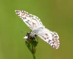 Common/White Checkered-Skipper Butterfly