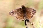 Horaces Duskywing Butterfly