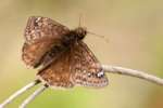 Horaces Duskywing Butterfly