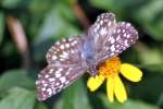 Tropical Checkered-Skipper Butterfly 