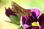 Zarucco Duskywing Butterfly