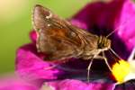 Zarucco Duskywing Butterfly