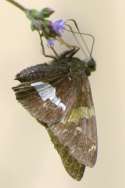 Silver-Spotted Skipper  Butterfly