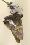 Silver-Spotted Skipper  Butterfly