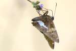 Silver-Spotted Skipper  Butterfly