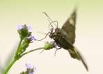 Silver-Spotted Skipper  Butterfly