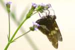 Silver-Spotted Skipper  Butterfly