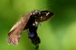 Horaces Duskywing Butterfly