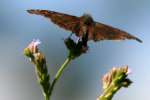 Horaces Duskywing Butterfly