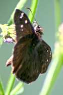 Horaces Duskywing Butterfly