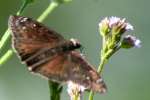 Horaces Duskywing Butterfly