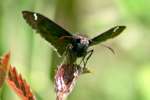 Horaces Duskywing Butterfly