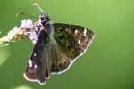 Horaces Duskywing Butterfly